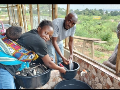 Catfish Farming and Processing: A Thriving Industry in Nigeria