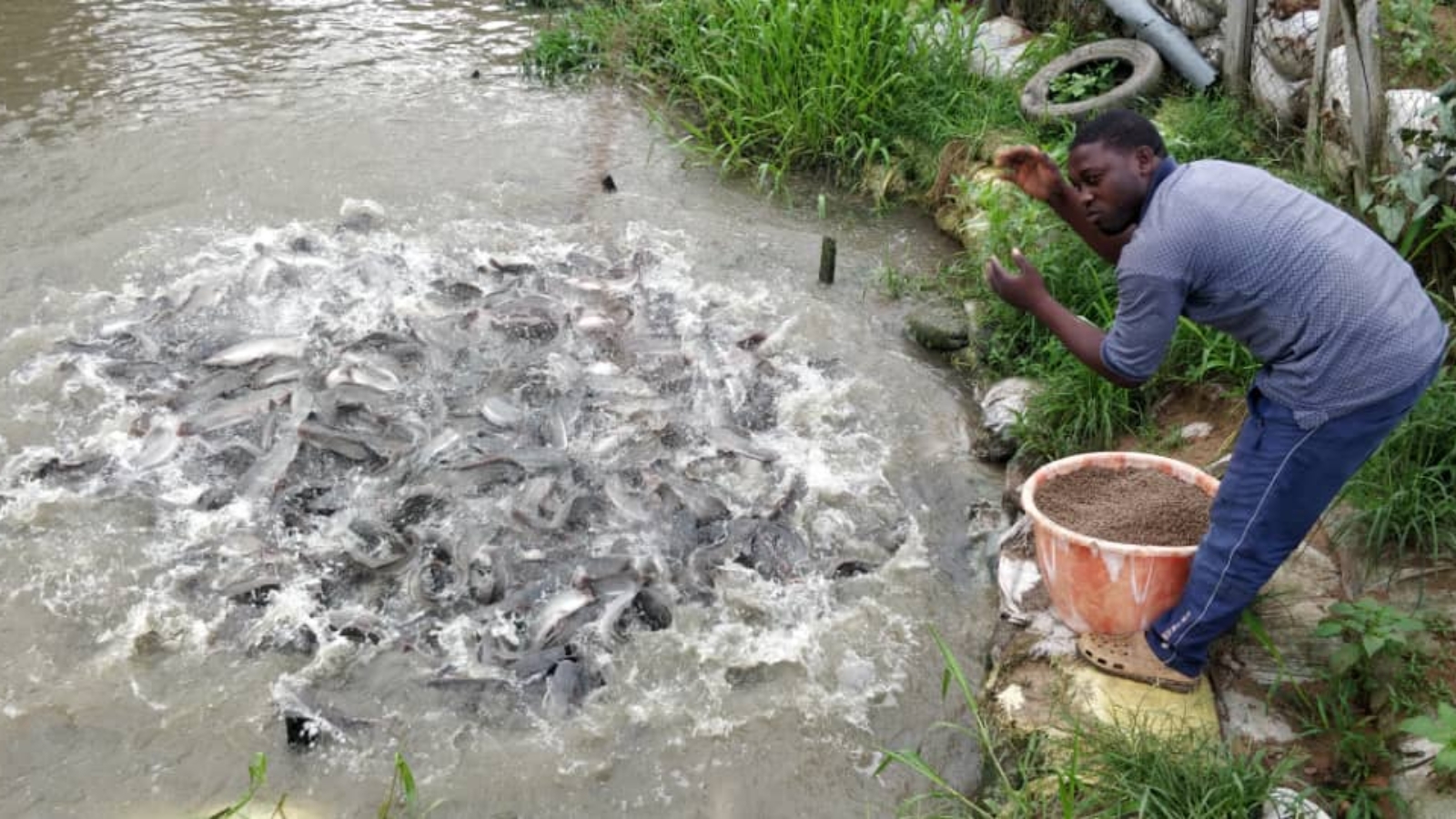 Catfish pond in IDIPR Cooperative fish farms, photo by Sunil Siriwardena, WorldFish