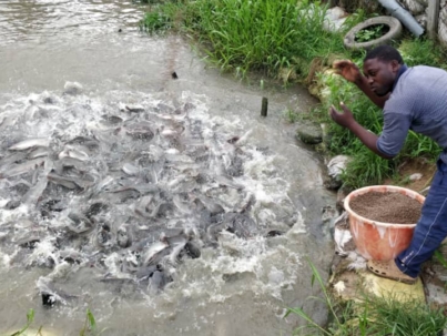 Catfish pond in IDIPR Cooperative fish farms, photo by Sunil Siriwardena, WorldFish