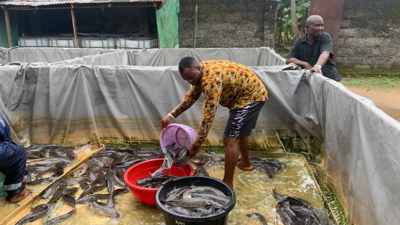 catfish production