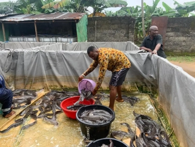 catfish production